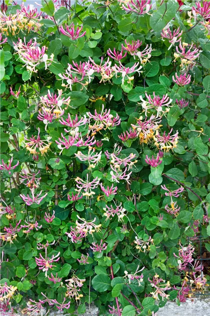 Wald-Geischlinge 'Chic Choc' Pflanze, Pflege & Tipps  Floragard
