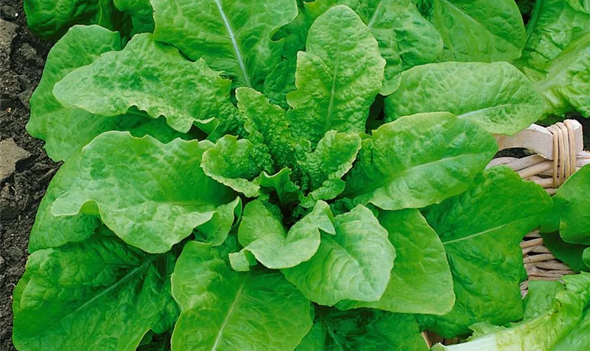 Pflücksalat 'Bella Gio'