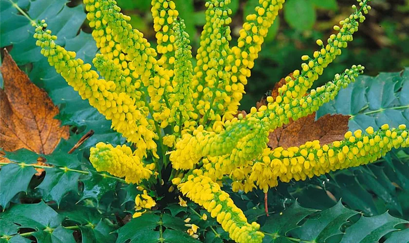 Mahonia media 'Winter Sun'