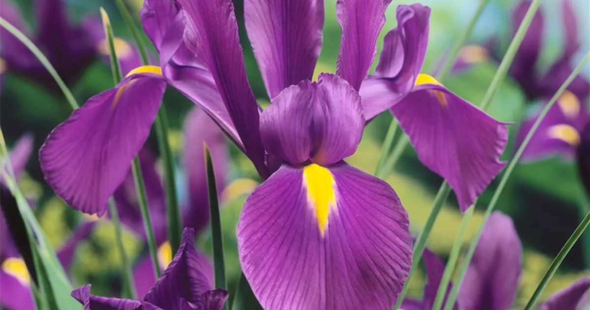 Iris x hollandica 'Purple Sensation' Pflanze, Pflege & Tipps Floragard