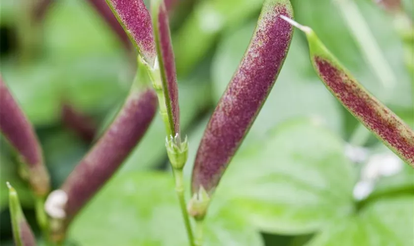 Lathyrus vernus