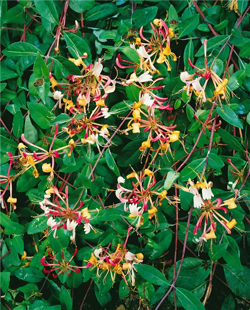 Wald-Geisschlinge 'Serotina' Pflanze, Pflege & Tipps  Floragard
