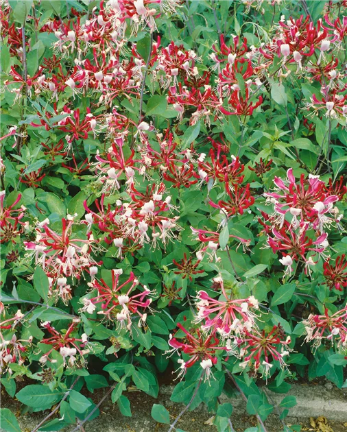 photinia fraseri pink marble Photinia x fraseri 'Pink Marble'  Majestic Trees