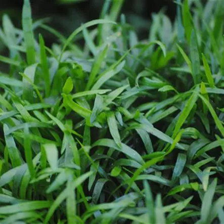 Brasilianische Graspflanze Brasilianische Graspflanze