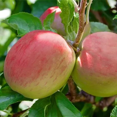 Malus domestica 'Auralia'