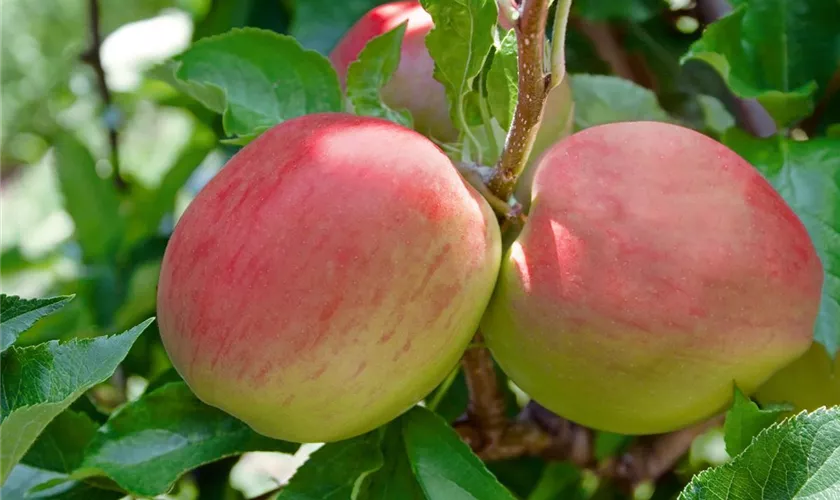 Winterapfel 'Auralia'