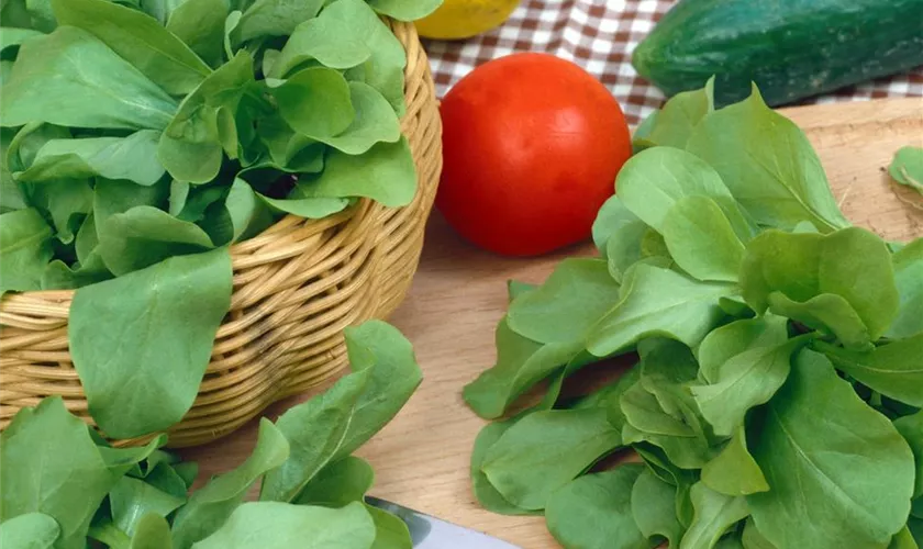 Pflücksalat 'Hohlblättriger Butter'
