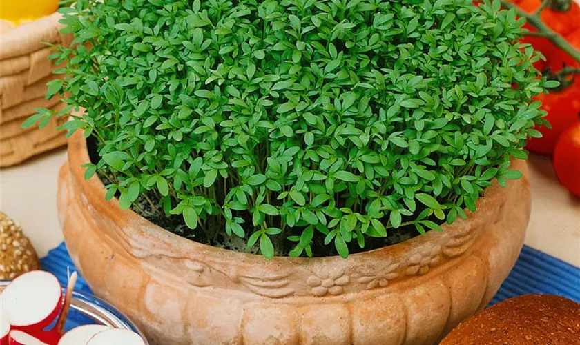 Lepidium sativum 'Sprint'