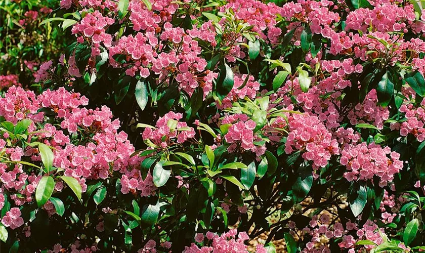 Kalmia latifolia 'Starfire'