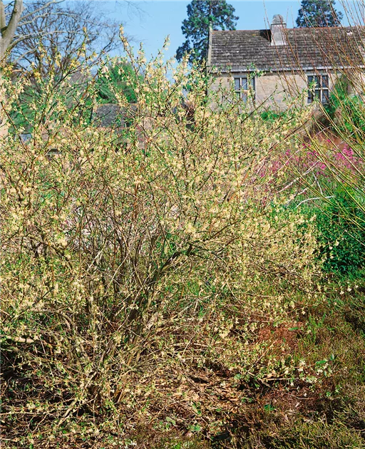 birch tree plant Dakota Pinnacle Birch Tree | Columnar White Birch Tree 6-7 ft main image 1