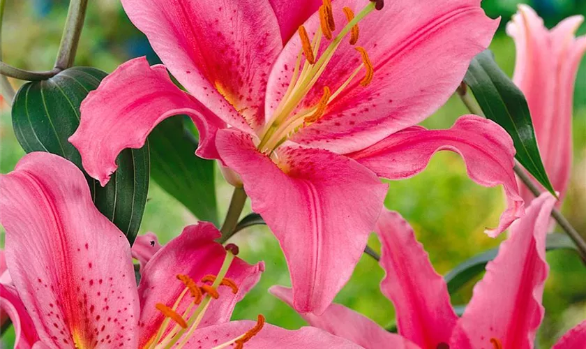 Lilium 'Acapulco'