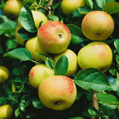 Apfel 'Arthur Turner'