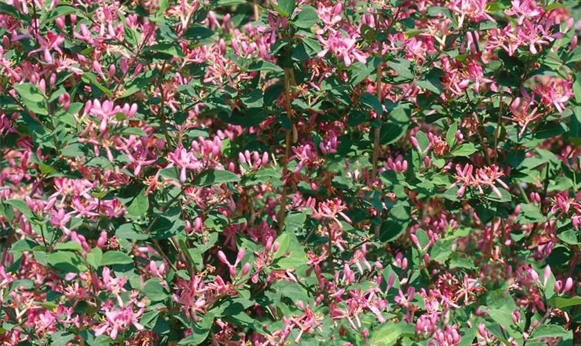 Lonicera tatarica