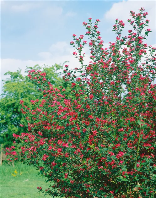 Tatarische Heckenkirsche Pflanze, Pflege & Tipps  Floragard