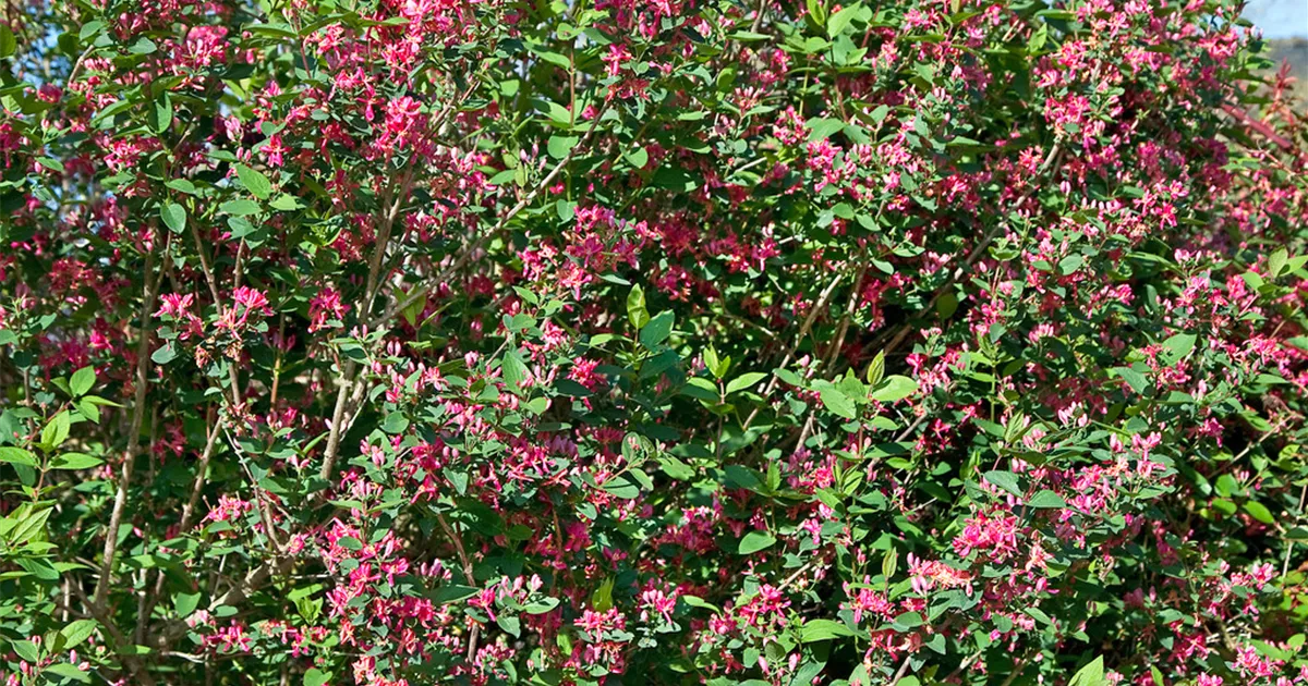 Lonicera tatarica 'Arnold Red' Pflanze, Pflege & Tipps  Floragard