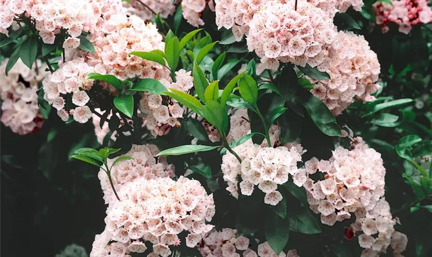Kalmia latifolia 'Madeline'