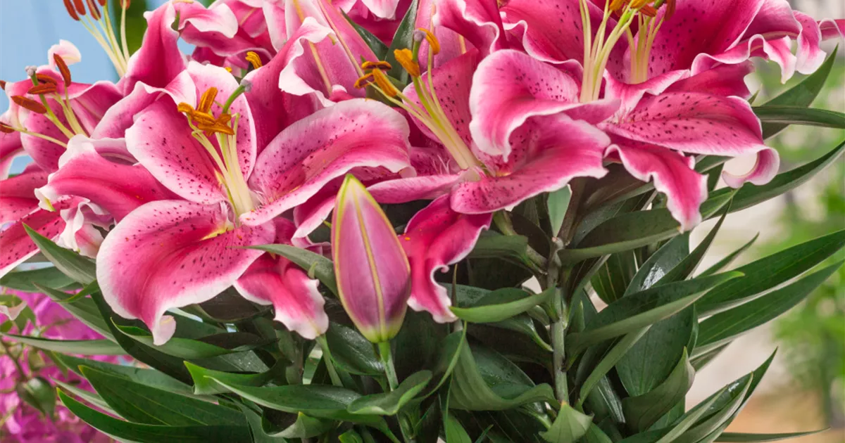 Orientalische Lilie 'After Eight' Pflanze, Pflege & Tipps Floragard