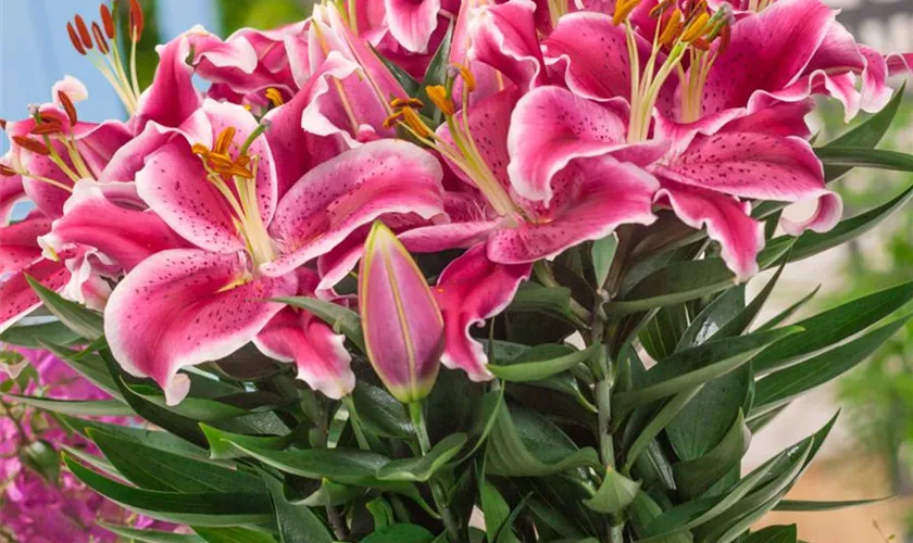 Lilium 'After Eight'