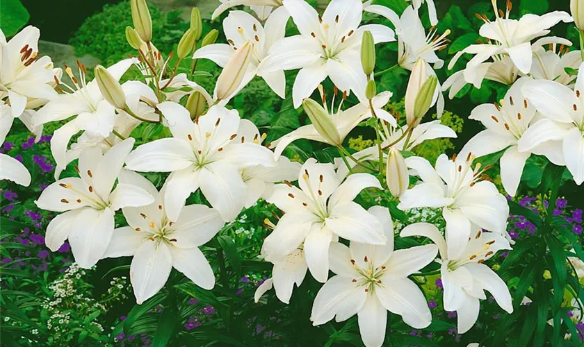 Lilium 'Apollo'