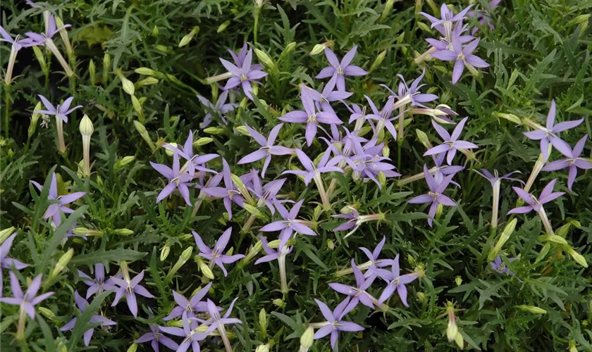 Isotoma axillaris 'Blue Star'