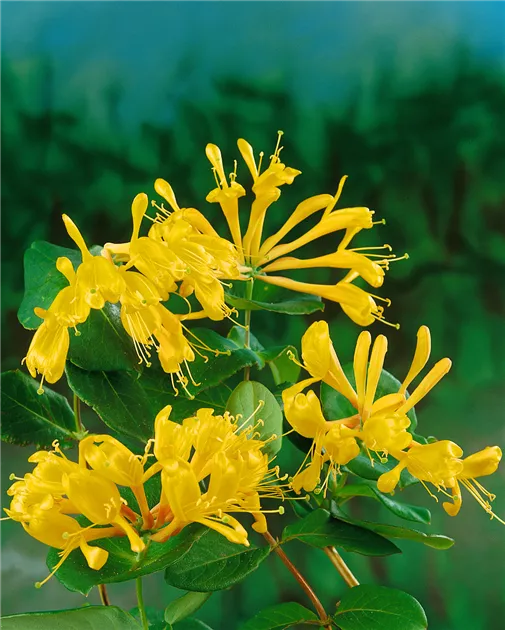 Lonicera tellmanniana Pflanze, Pflege & Tipps  Floragard