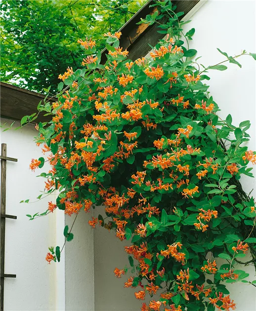 Lonicera tellmanniana Pflanze, Pflege & Tipps  Floragard