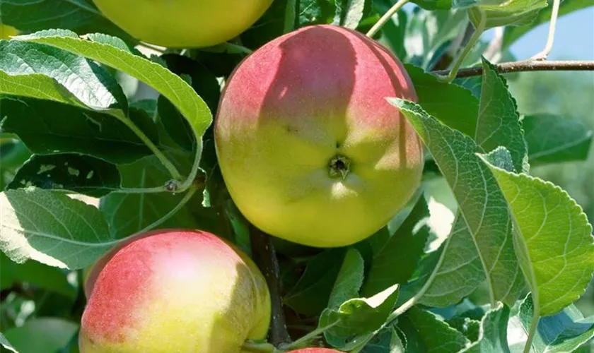 Malus domestica 'Österreichischer Brünnerling'