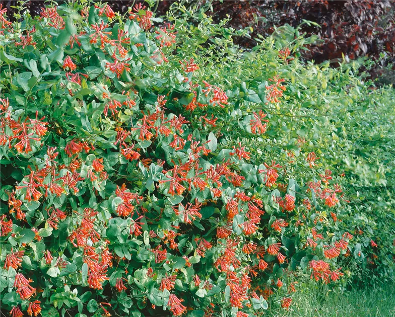 Lonicera x brownii 'Dropmore Scarlet' Pflanze, Pflege & Tipps  Floragard