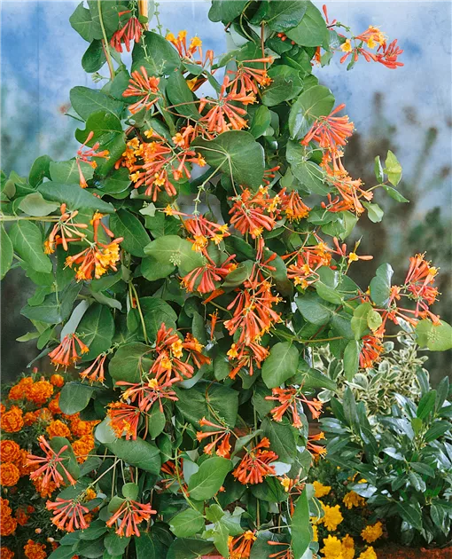 turmeric root plant Yellow Turmeric main image 1