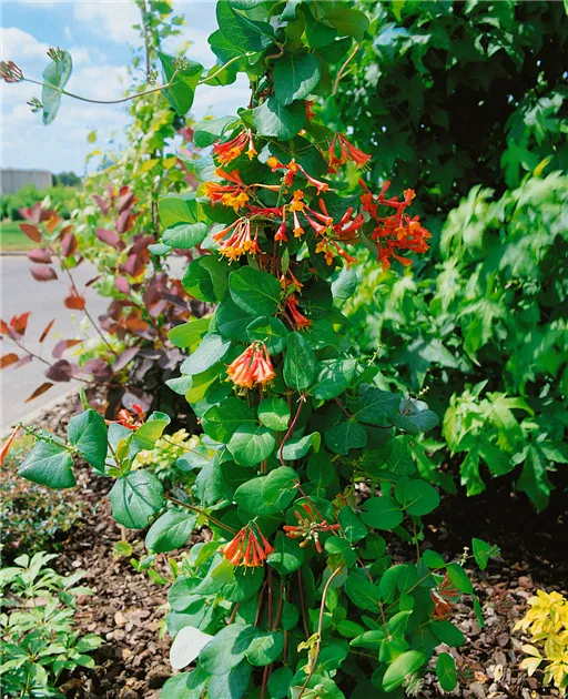 Lonicera x brownii 'Dropmore Scarlet' Pflanze, Pflege & Tipps  Floragard