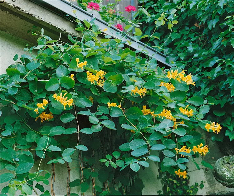 Lonicera x brownii 'Fuchsioides' Pflanze, Pflege & Tipps  Floragard