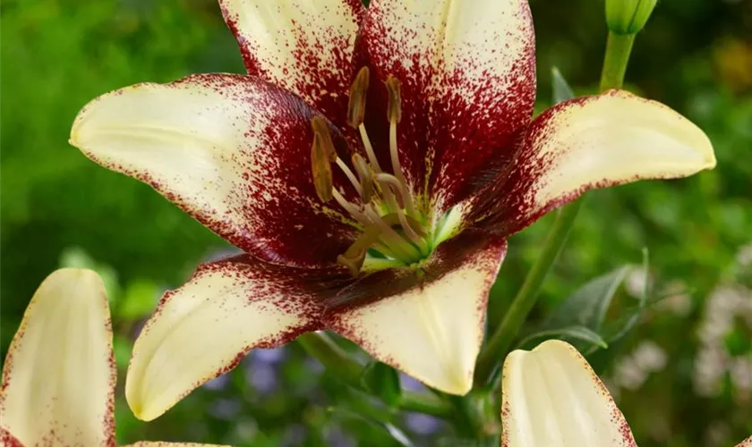 Lilium 'Cappuchino'