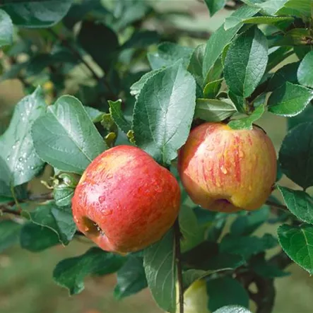 Apfel 'Adams Pearmain' Apfel 'Adams Pearmain'