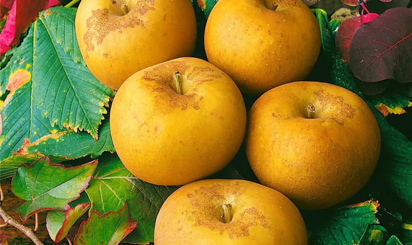 Malus domestica 'Kanada-Reinette'