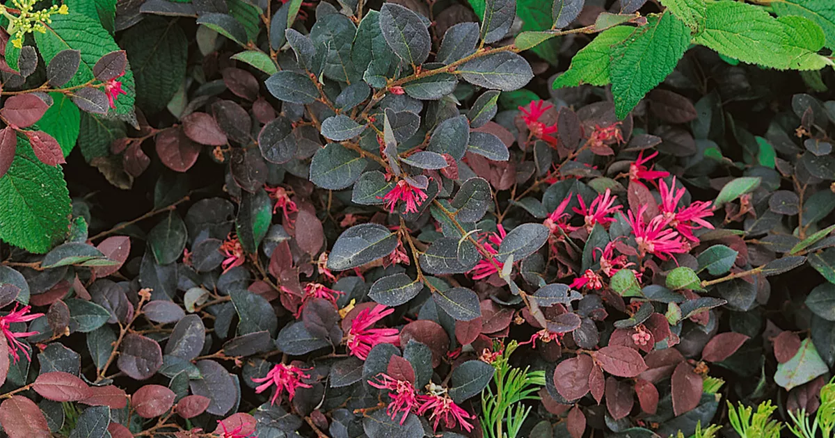 56+ Black Pearl Pflanze, Je sonniger gepflanzt desto schwarzer der