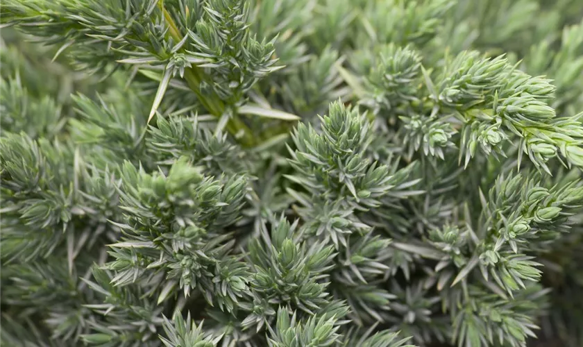 Juniperus communis 'Meyer'