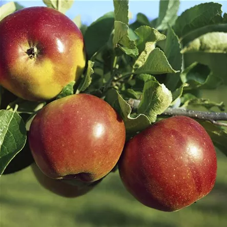 Apfel 'Akane' Apfel 'Akane'