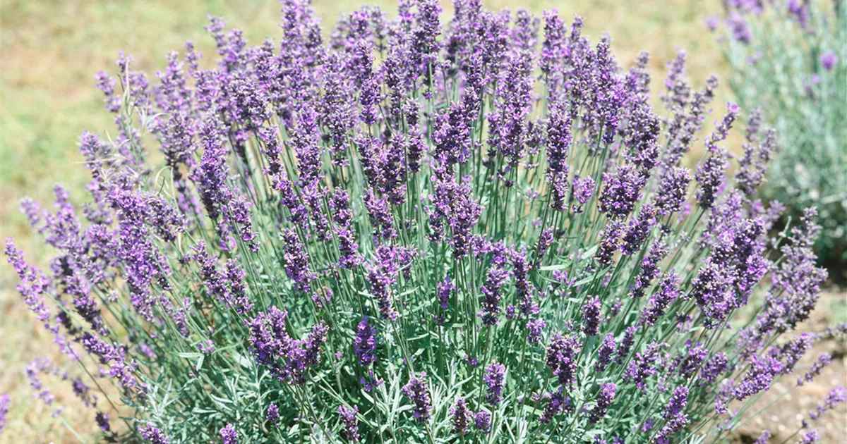 Echter Lavendel Felice Pflanze Pflege Tipps Floragard