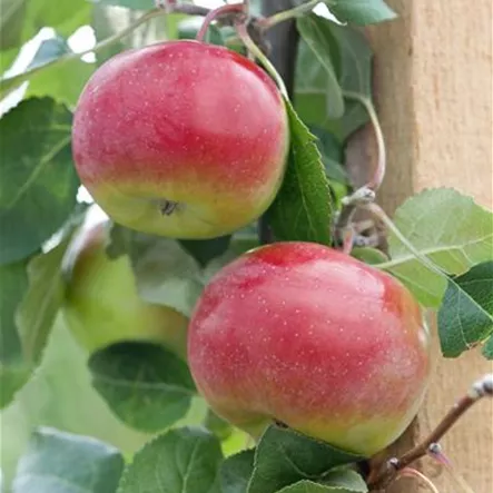Apfel 'Ametyst' Apfel 'Ametyst'