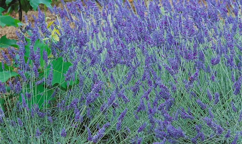 Lavandula angustifolia 'Goliath Blue'