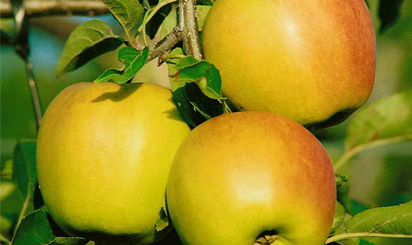 Apfel 'Halberstädter Jungfernapfel'