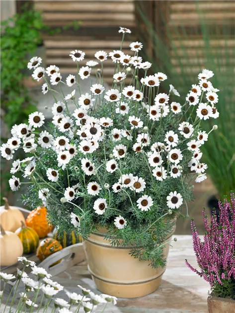 Leucanthemum hosmariense 'Casablanca' Pflanze, Pflege & Tipps  Floragard