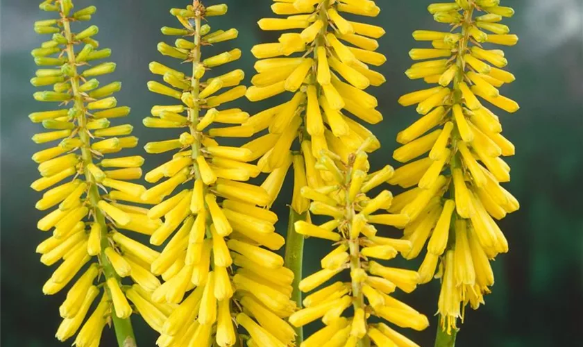 Kniphofia citrina