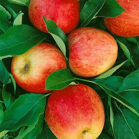 Apfel 'Arlet' Apfel 'Arlet'