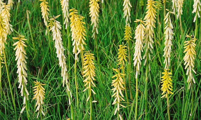 Kniphofia citrina 'Lemon Lime'