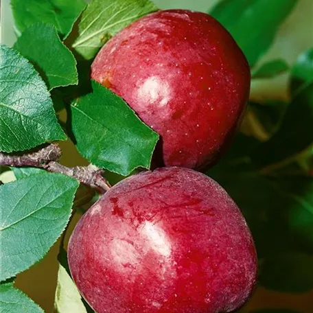 Apfel 'Reanda'(s)