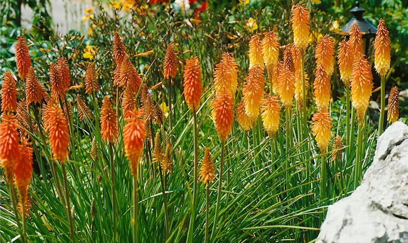 Kniphofia 'Corallina'
