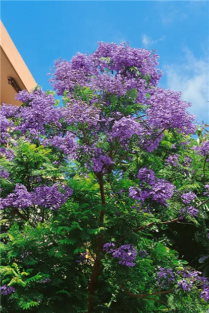Jacaranda mimosifolia Pflanze, Pflege & Tipps  Floragard