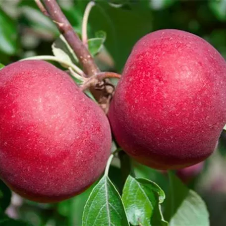 Apfel 'Red Devil'