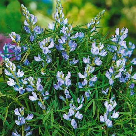 Blaue Lupine Blaue Lupine
